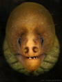   Green Moray. Moray  